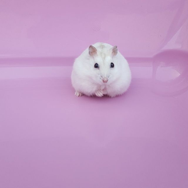 Megazorb for hot sale hamsters